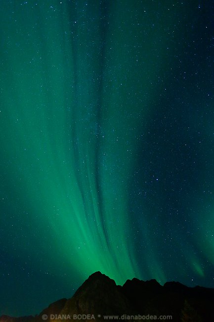 Aurora #11