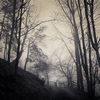 Dream Forest - Romania