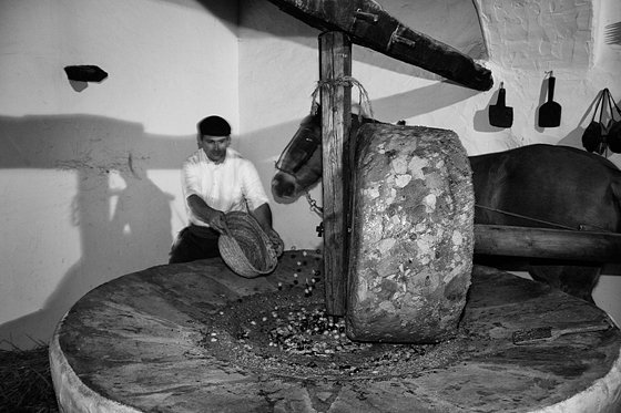 Olive Oil Extraction #10