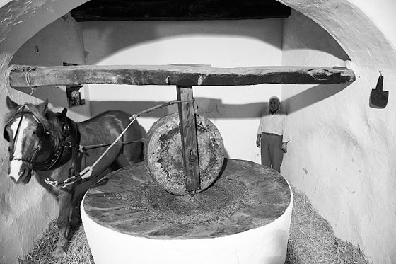 Olive Oil Extraction #15