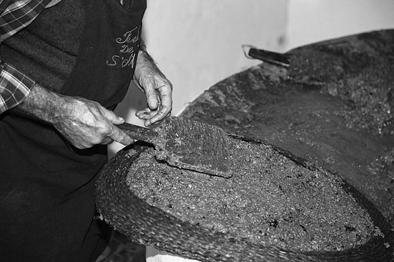 Olive Oil Extraction #16