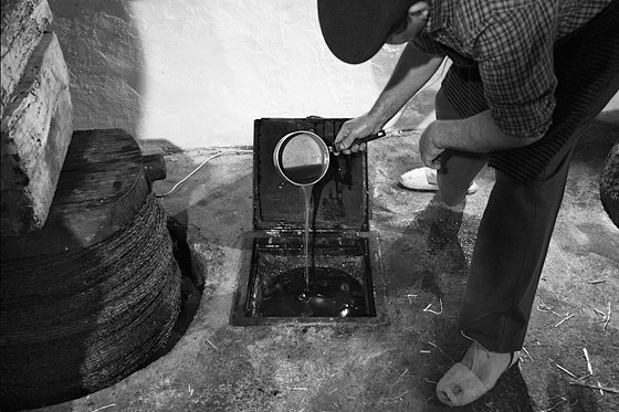 Olive Oil Extraction #20