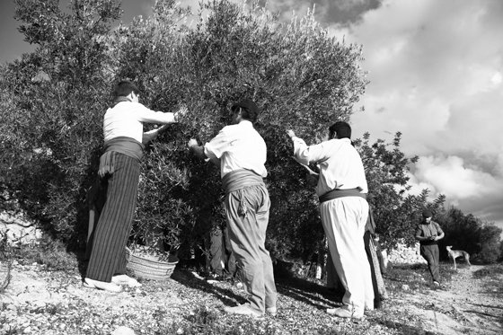 Olive Oil Extraction #4