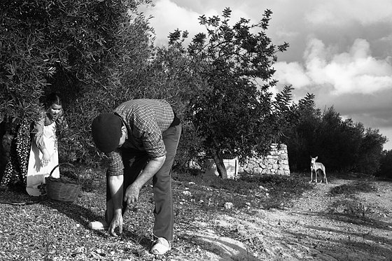 Olive Oil Extraction #5