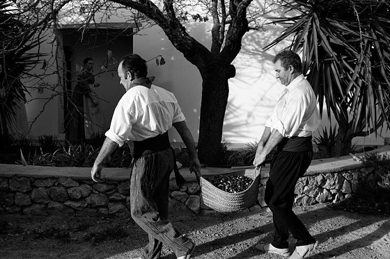 Olive Oil Extraction #6